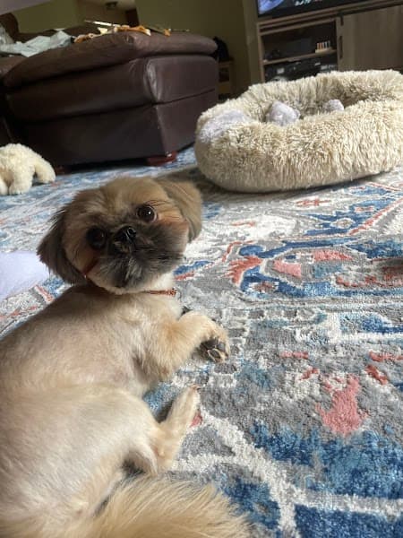 Bonnies Pet Grooming image 1