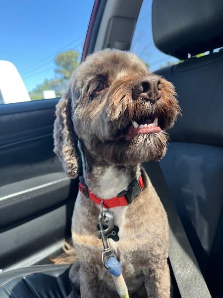 Bonnies Pet Grooming image 2