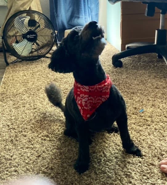 Bonnies Pet Grooming image 3