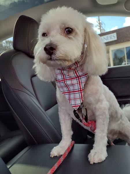 Bonnies Pet Grooming image 5