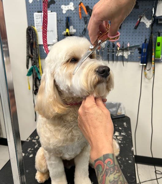 The Pawsh Dog Grooming Salon image 2