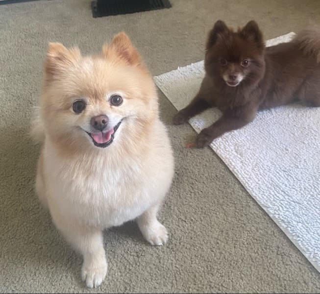 The Pawsh Dog Grooming Salon image 3