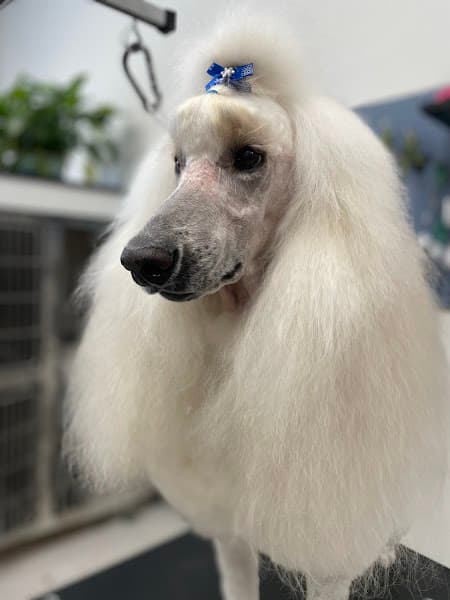 The Pawsh Dog Grooming Salon image 4