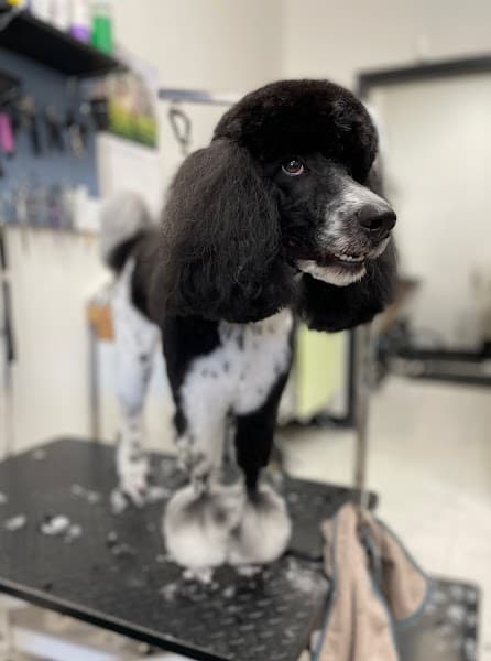 The Pawsh Dog Grooming Salon image 5