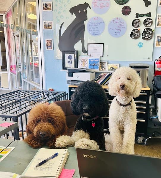 Bath & Biscuits - Pet Grooming in Sacramento image 1