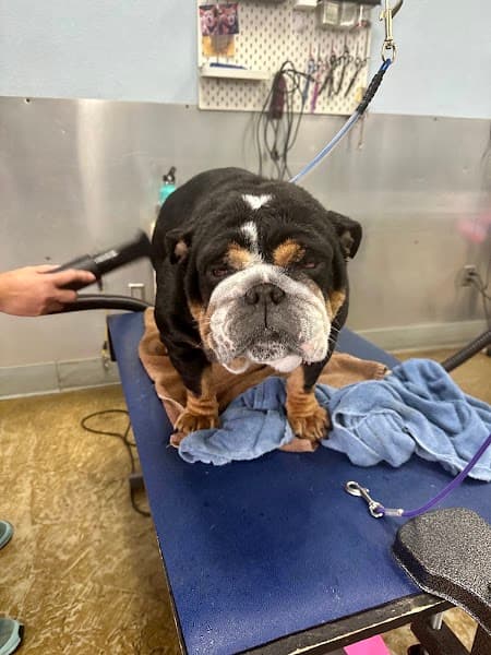 Bath & Biscuits - Pet Grooming in Sacramento image 2