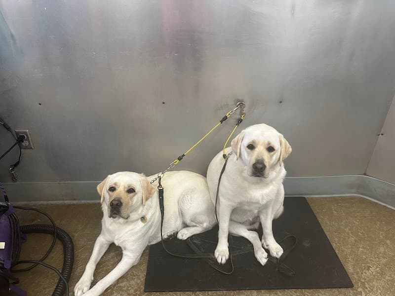 Bath & Biscuits - Pet Grooming in Sacramento image 3