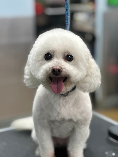 Bath & Biscuits - Pet Grooming in Sacramento image 4