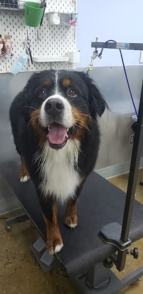 Bath & Biscuits - Pet Grooming in Sacramento image 5