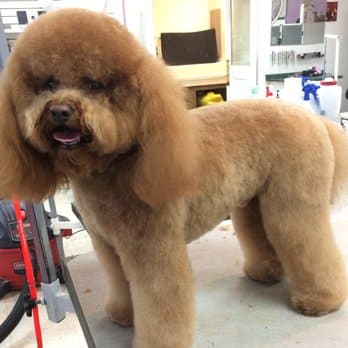 Wags to Riches Pet Grooming image 3