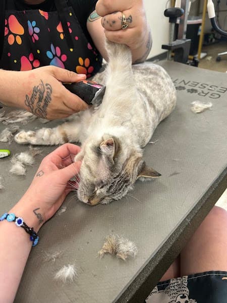 Wags to Riches Pet Grooming image 5