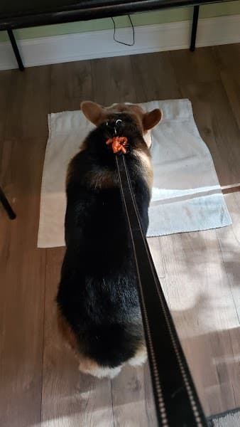 Animal Nutrition & Grooming Center image 5