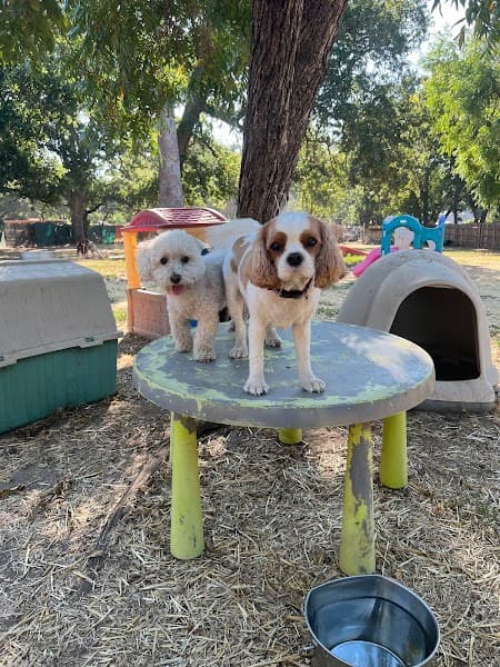 The Nature of Dogs image 1