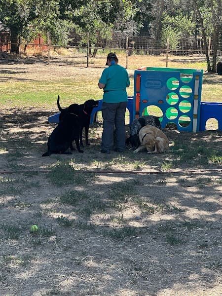 The Nature of Dogs image 2