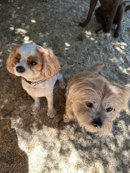 The Nature of Dogs image 3