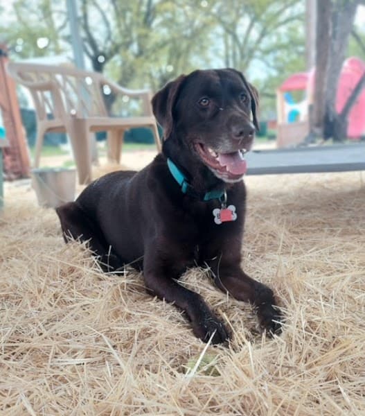 The Nature of Dogs image 4