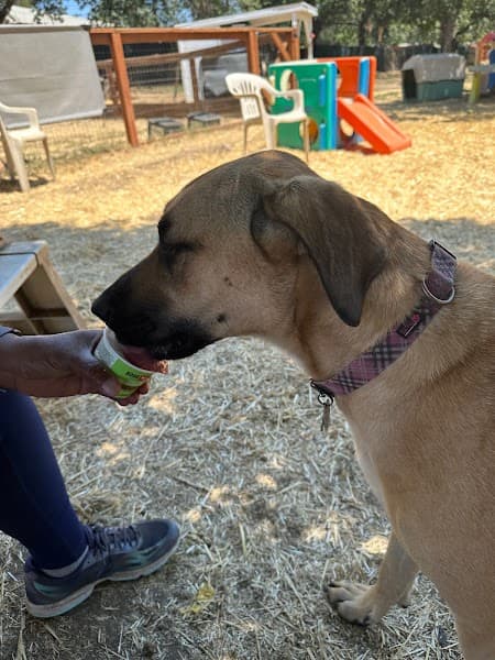 The Nature of Dogs image 5