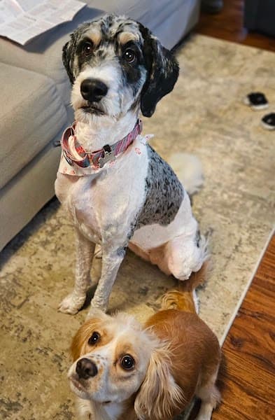 El Dorado Pet Club image 3