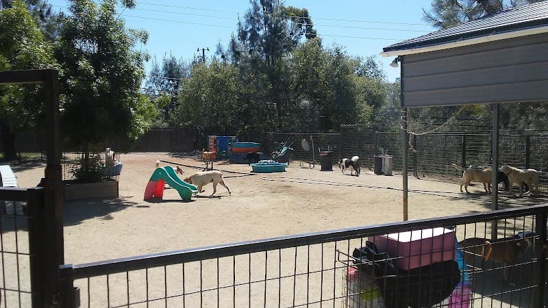 El Dorado Pet Club image 4