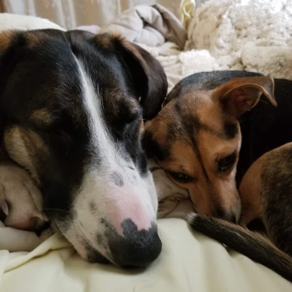 El Dorado Pet Club image 5