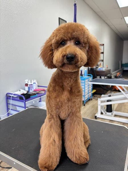 Shear Madness Grooming image 2