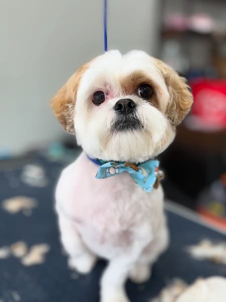 Shear Madness Grooming image 3