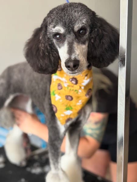 Shear Madness Grooming image 4