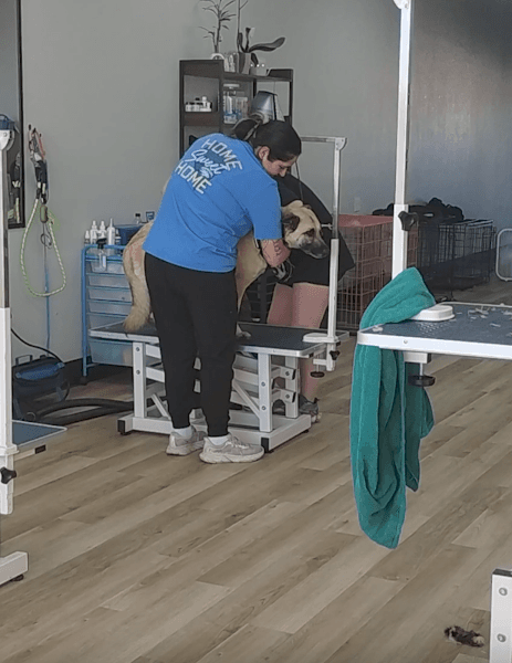 Shear Madness Grooming image 5