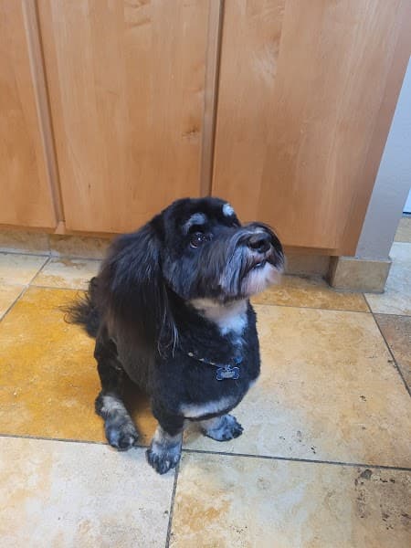 Vanity Fur Pet Spa image 1