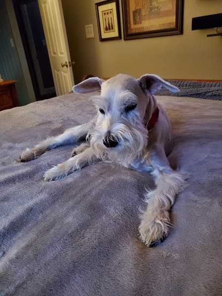 Vanity Fur Pet Spa image 2