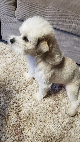 Vanity Fur Pet Spa image 5