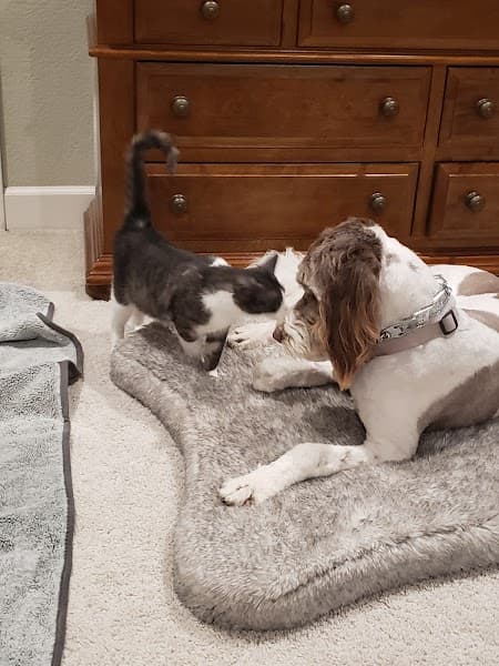 Pets To Go East image 3