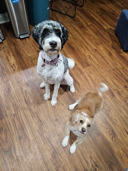 The Dog House Pet Salon image 3