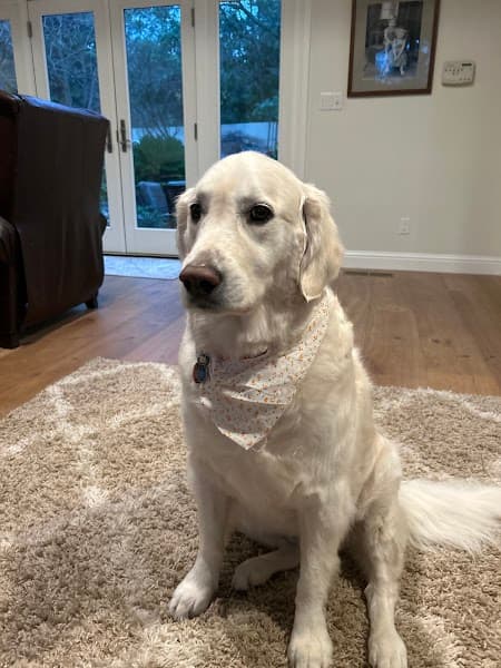 The Dog House Pet Salon image 4