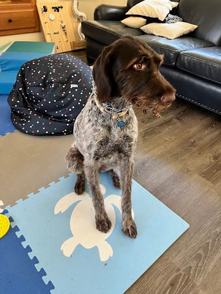 The Dog House Pet Salon image 5