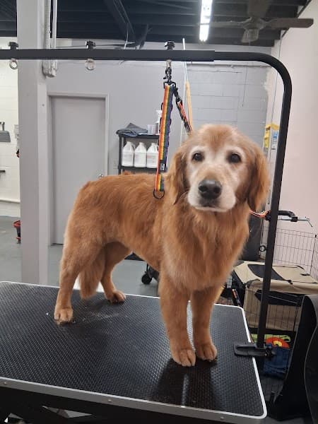 Kat's Kritters Grooming Service image 2