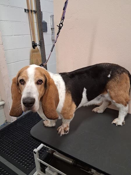 Kat's Kritters Grooming Service image 3