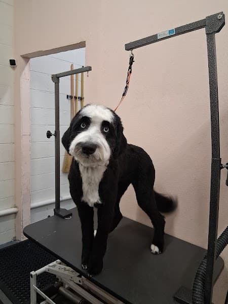 Kat's Kritters Grooming Service image 4