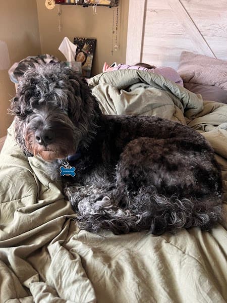 PetSmart Grooming image 3