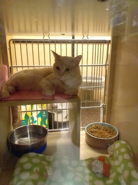 PetSmart Grooming image 4