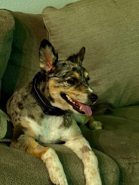 Petco Grooming image 2