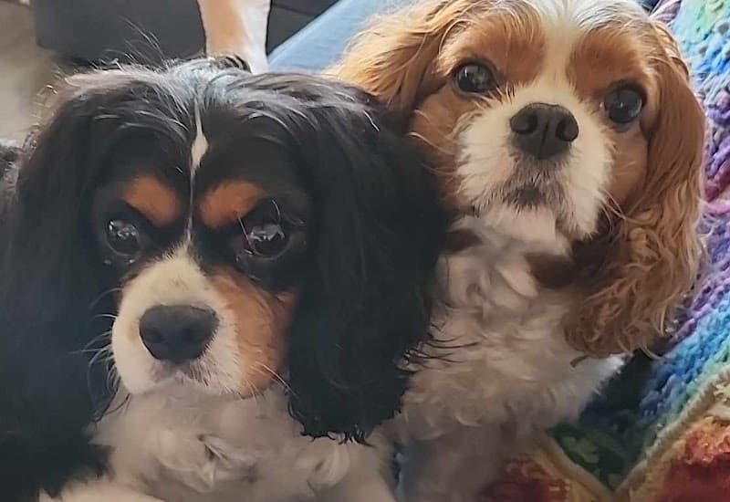 Petco Grooming image 4