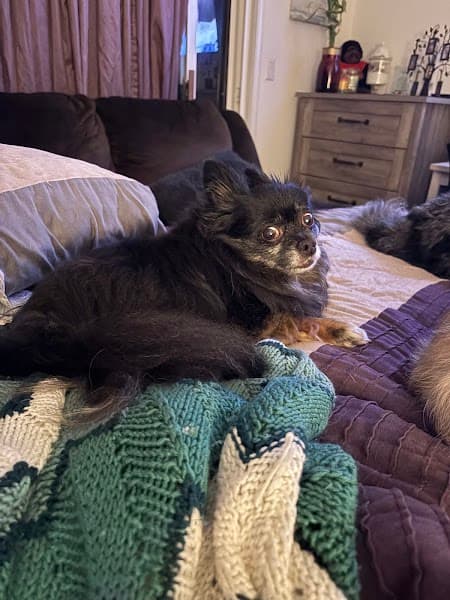 Petco Grooming image 5