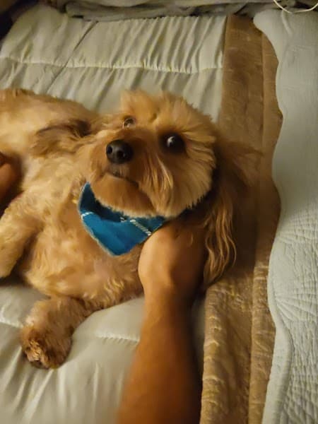 Friends of Bailee - Pet Grooming in Sacramento image 2