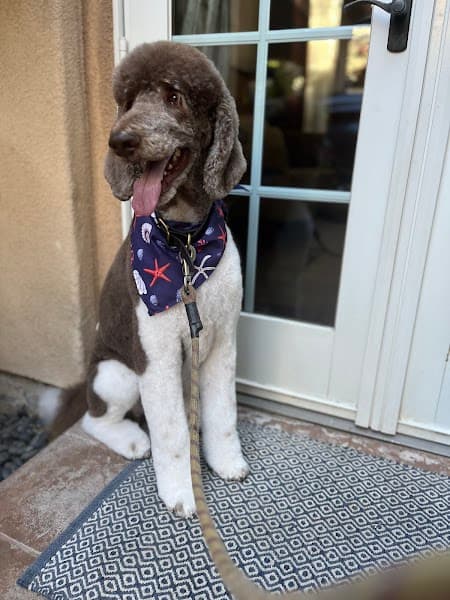 Stylish Woofs Mobile Dog Grooming image 1