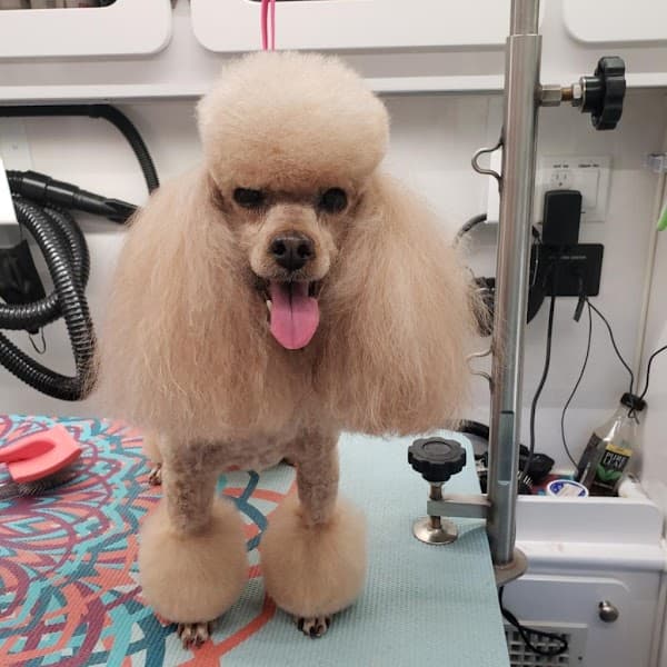 Stylish Woofs Mobile Dog Grooming image 2