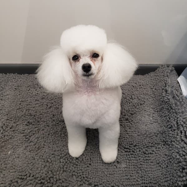 Stylish Woofs Mobile Dog Grooming image 3