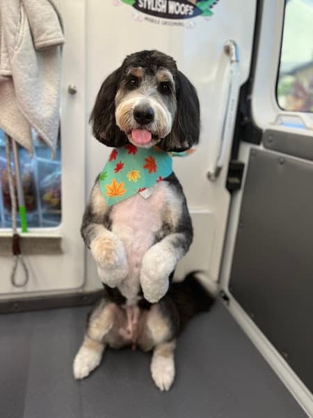 Stylish Woofs Mobile Dog Grooming image 5