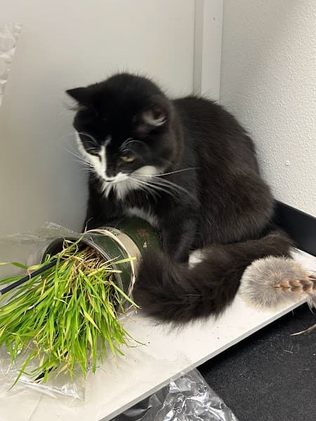 Paws N' Play image 2