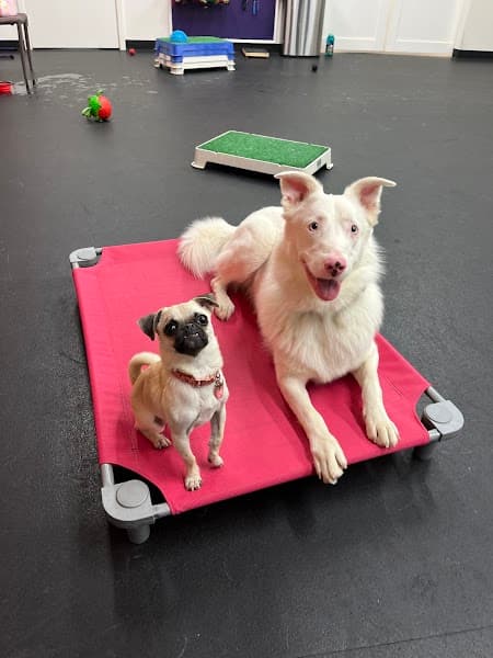 Paws N' Play image 4